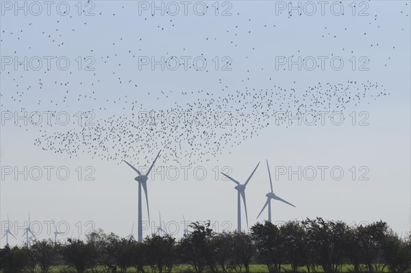 Large flock of birds in front of wind turbines