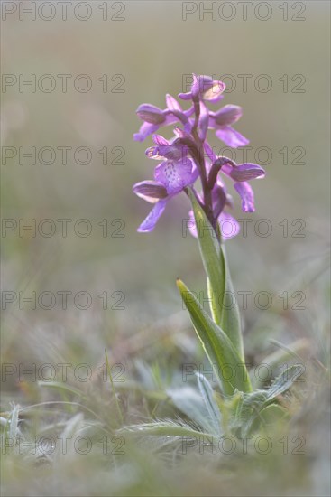 Green-winged Meadow Orchid or Green-winged Orchid (Orchis morio) growing on a dry slope
