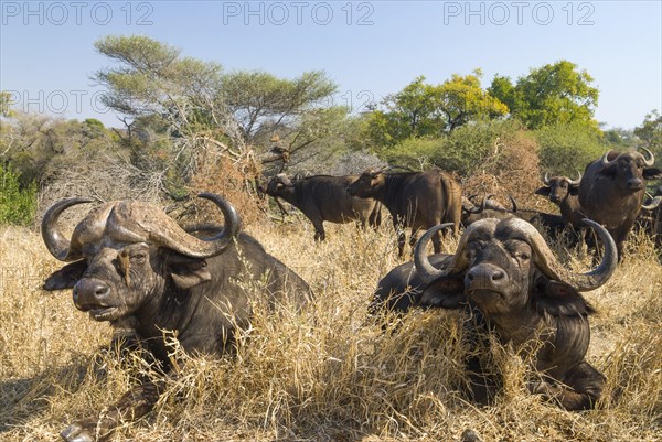 African Buffaloes or Cape Buffalose (Syncerus caffer) herd in the dry grass