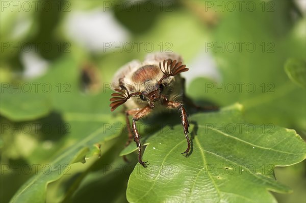 Cockchafer (Melolontha melolontha) on a leaf