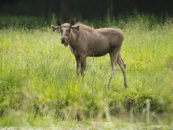 Eurasian Elk or Moose (Alces alces)