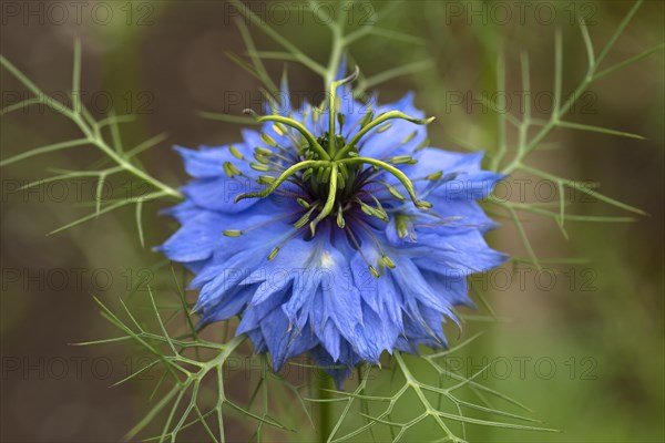 Love-in-a-mist (Nigella damascena) blossom