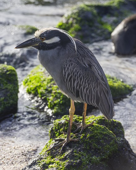 Yellow-crowned Night Heron (Nyctanassa violacea