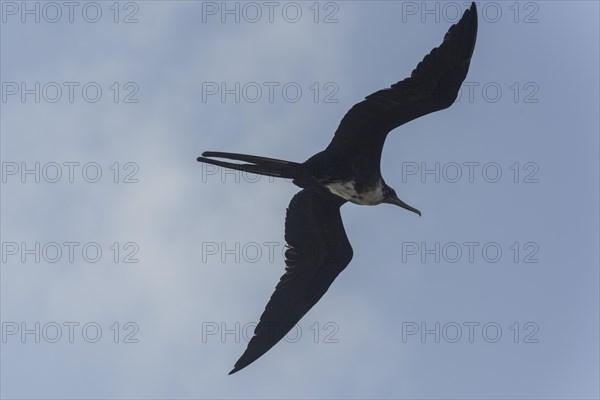 Female Great Frigatebird (Fregata minor) in flight