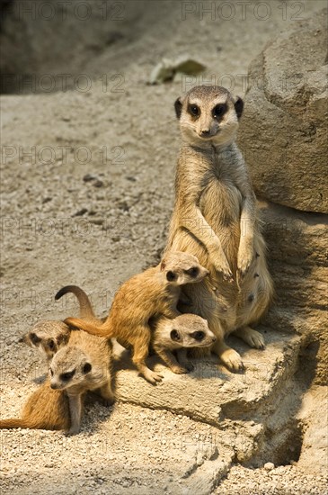 Meerkat (Suricata suricatta) with pups