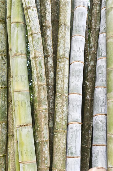 Bamboo