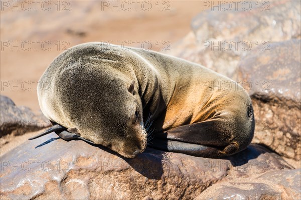 Young Brown Fur Seal or Cape Fur Seal (Arctocephalus pusillus) sleeping on a rock