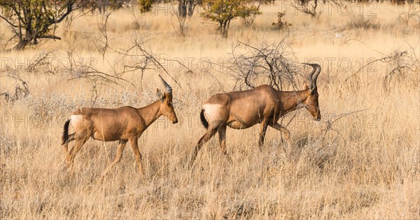 Hartebeests (Alcelaphus buselaphus)