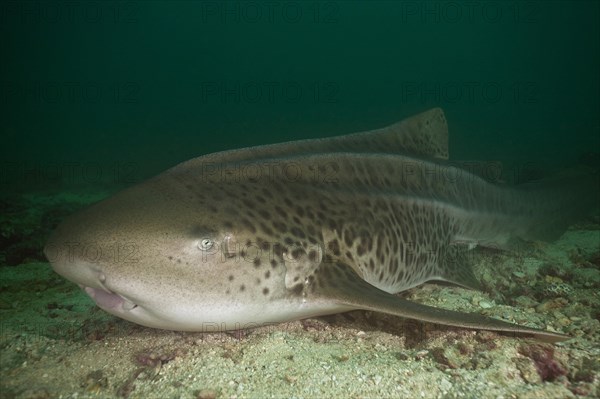 Leopard Shark (Triakis semifasciata)