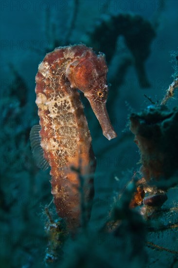 Sea Pony (Hippocampus fuscus)