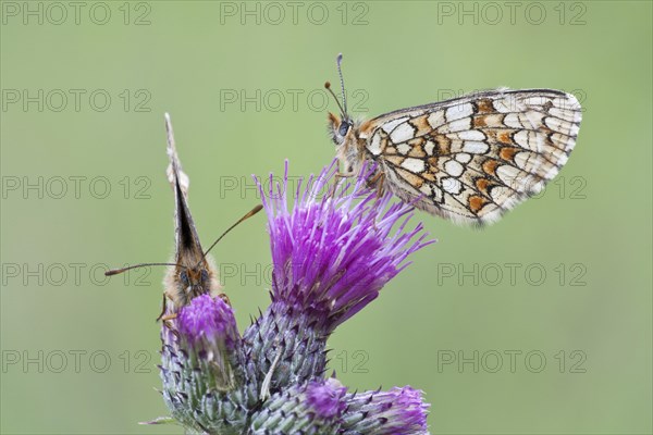 Two Heath Fritillary butterflies (Melitaea athalia) perched on a Spiny Plumeless Thistle (Carduus acanthoides)