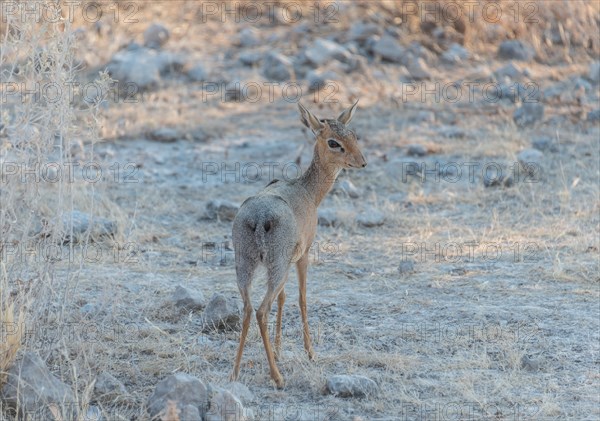 Kirk's dik-dik (Madoqua kirki)