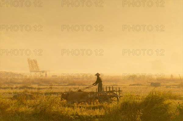 Oxen cart and a farmhand working in a rice paddy