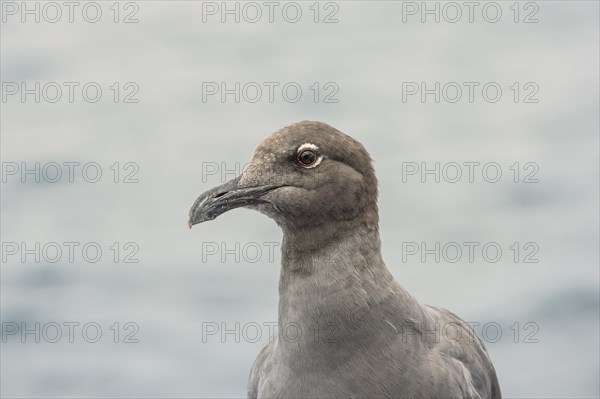 Lava Gull (Leucophaeus fuliginosus)