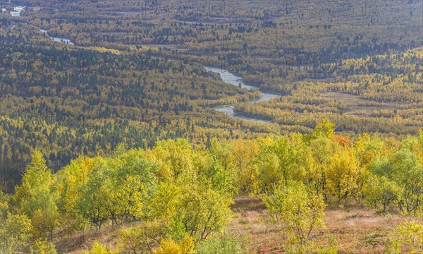 Autumn coloured Birch forest with river