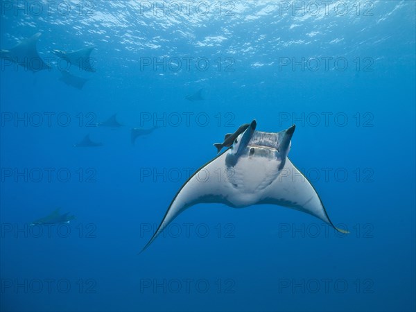 Sicklefin Devil Rays or Box Rays (Mobula tarapacana)