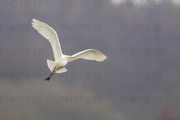 Great Egret or Great White Heron (Ardea alba) in flight