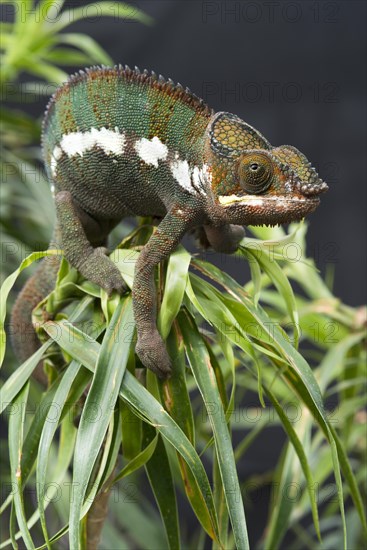 Panther Chameleon (Furcifer pardalis)