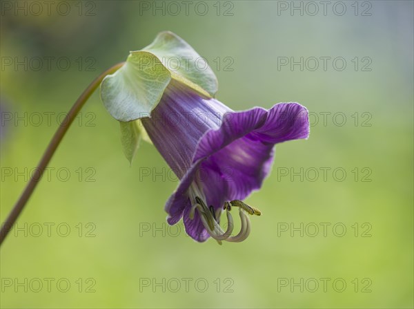 Mexican Ivy (Cobaea scandens)