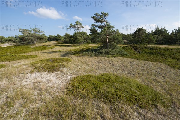 Succession in a dune landscape