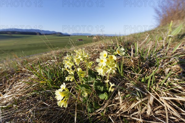 Oxlip (Primula elatior)