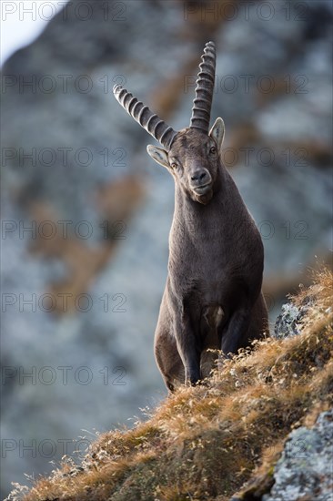 Alpine Ibex (Capra ibex)