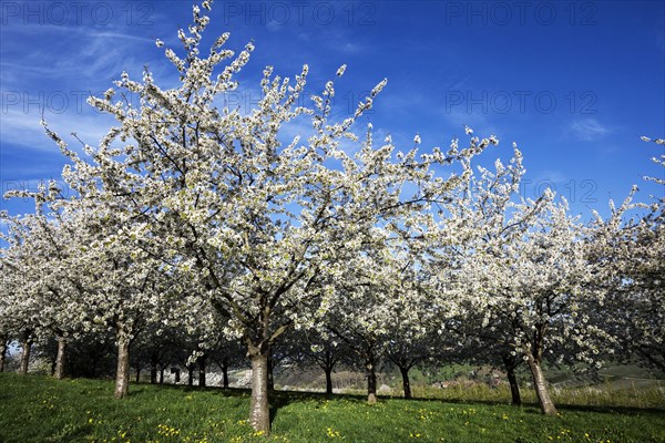 Cherry trees in full blossom