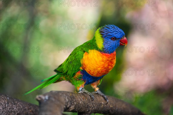 Rainbow Lorikeet(Trichoglossus haematodus)