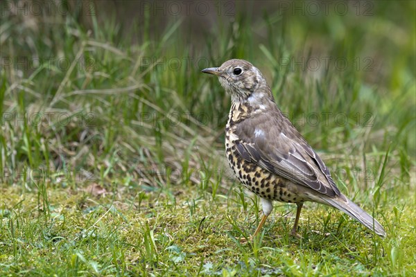 Mistle Thrush (Turdus viscivorus)