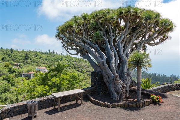 Canary Islands Dragon Tree (Dracaena draco)