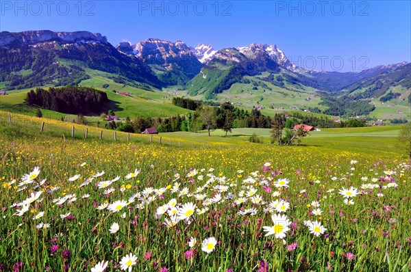 Flower meadow in the Appenzell region