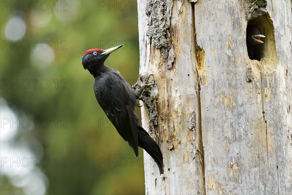 Black Woodpecker (Dryocopus martius) at the nest hole with a chick