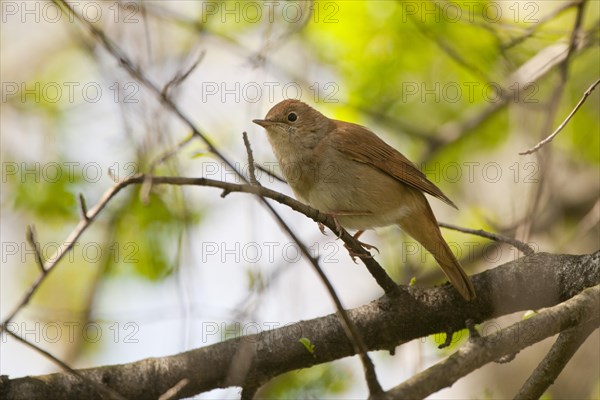 Nightingale (Luscinia megarhynchos)