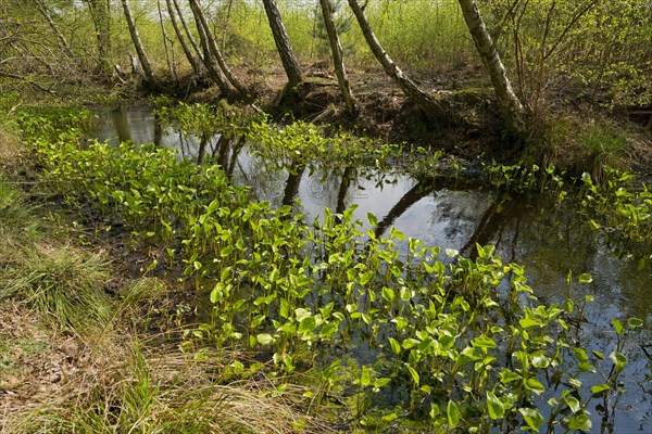 Bog Arum (Calla palustris)