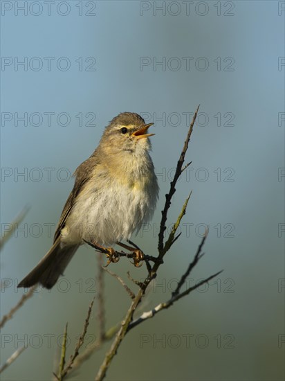 Willow Warbler (Phylloscopus trochilus)