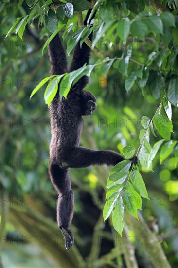 Black-handed Gibbon or Agile Gibbon (Hylobates agilis)