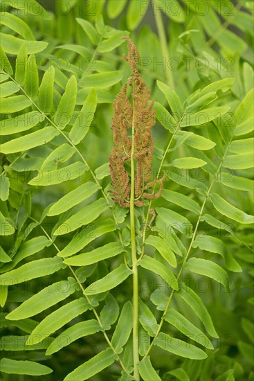 Royal fern (Osmunda regalis)