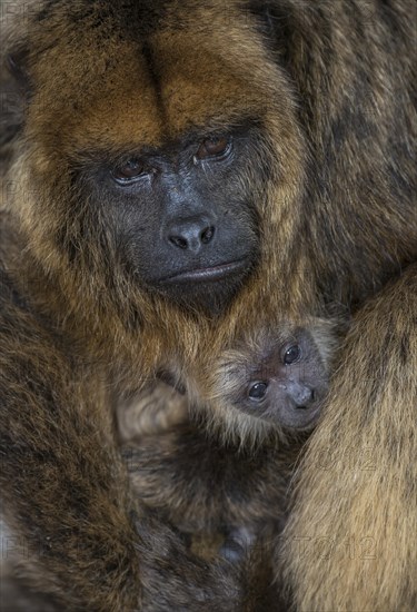 Black Howler (Alouatta caraya)