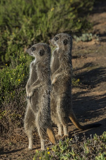 Two Meerkats (Suricata suricatta)