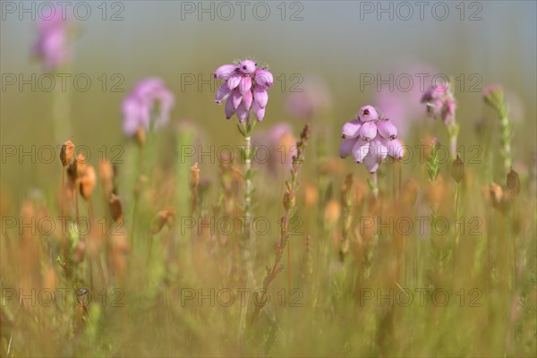 Cross-leaved Heath (Erica tetralix)