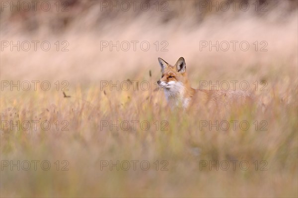 Red Fox (Vulpes vulpes) on a meadow in autumn