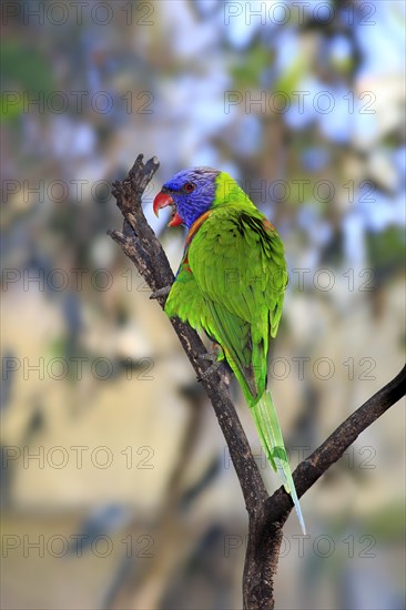 Rainbow Lorikeet (Trichoglossus haematodus)