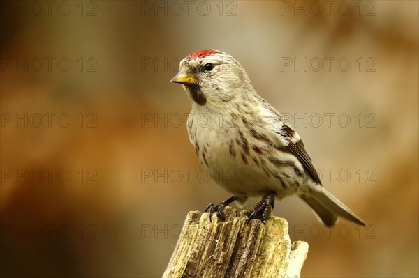 Common redpoll (Acanthis flammea) on a tree stump