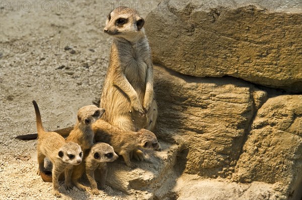 Meerkat (Suricata suricatta) with pups