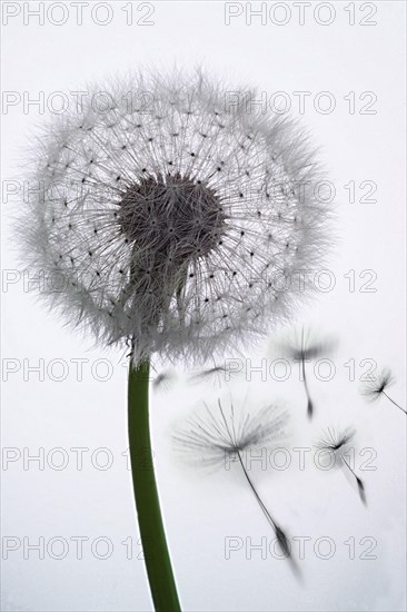 Dandelion clock (Tataxacum sp.) losing seeds in the wind