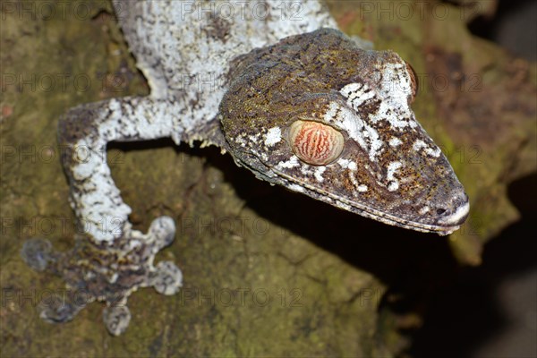 Giant Leaf-tailed Gecko (Uroplatus fimbriatus)