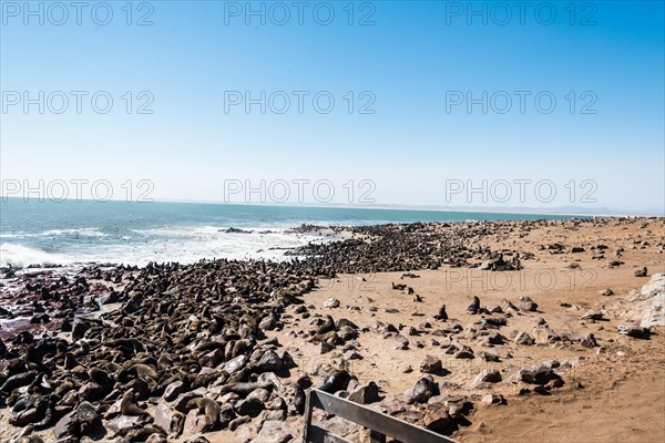 Colony of Brown Fur Seals or Cape Fur Seals (Arctocephalus pusillus)