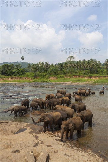 Herd of Asian elephants (Elephas maximus) from the Pinnawela Elephants Orphanage bathe in the Maha Oya river