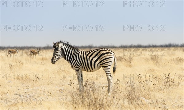 Burchell's Zebra (Equus burchellii)