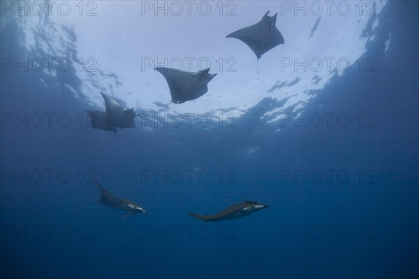 Sicklefin Devil Rays or Box Rays (Mobula tarapacana)